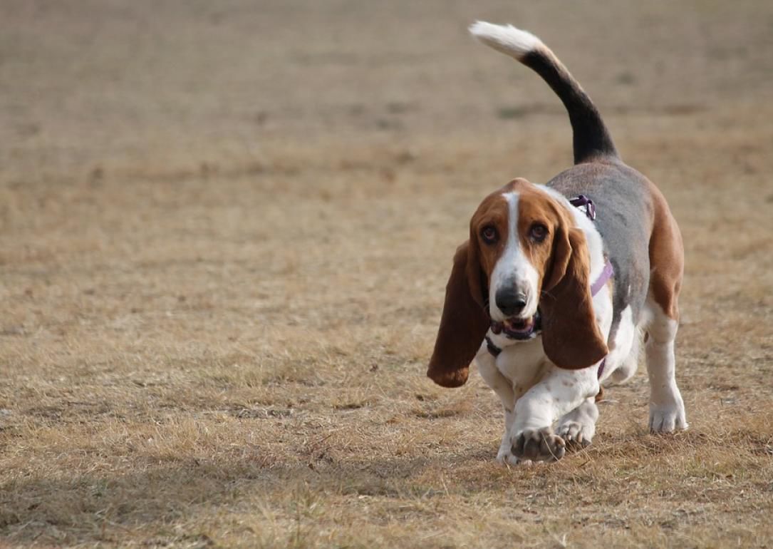 #12. Basset hound